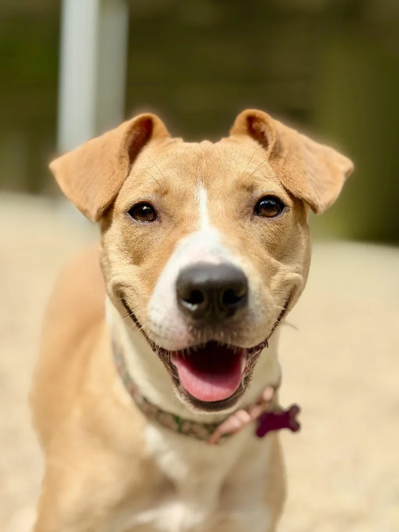 An adult medium-sized female Pit Bull Terrier dog named Sweet Tea for adoption in West Cornwall, CT