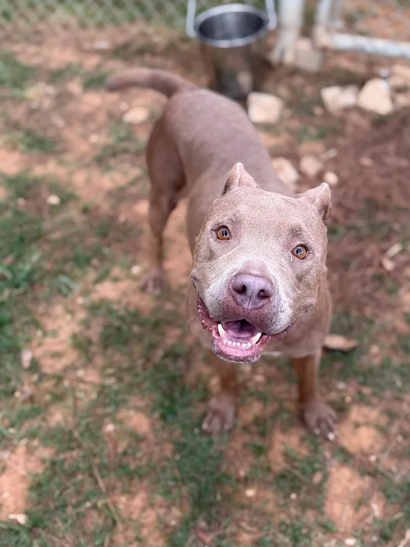 An adult medium-sized female Brown / Chocolate Mixed Breed dog named Brownie for adoption in Summerdale, AL