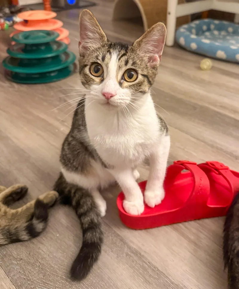 A baby medium-sized male Domestic Short Hair cat named Denver for adoption in Lighthouse Point, FL