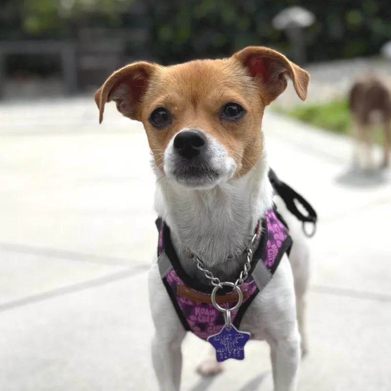 An adult small-sized female Red / Chestnut / Orange Chihuahua dog named Ceres for adoption in San Francisco, CA