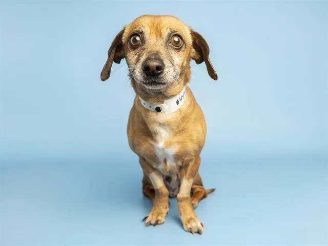 A senior small-sized male Dachshund dog named Buddy for adoption in Phoenix, AZ