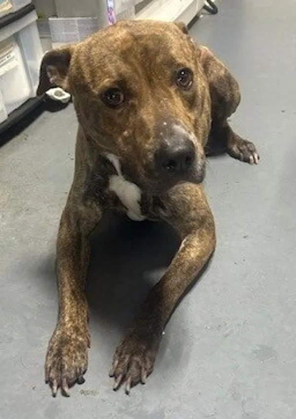 An adult large-sized male Pit Bull Terrier dog named Gumbo for adoption in Dallas, GA