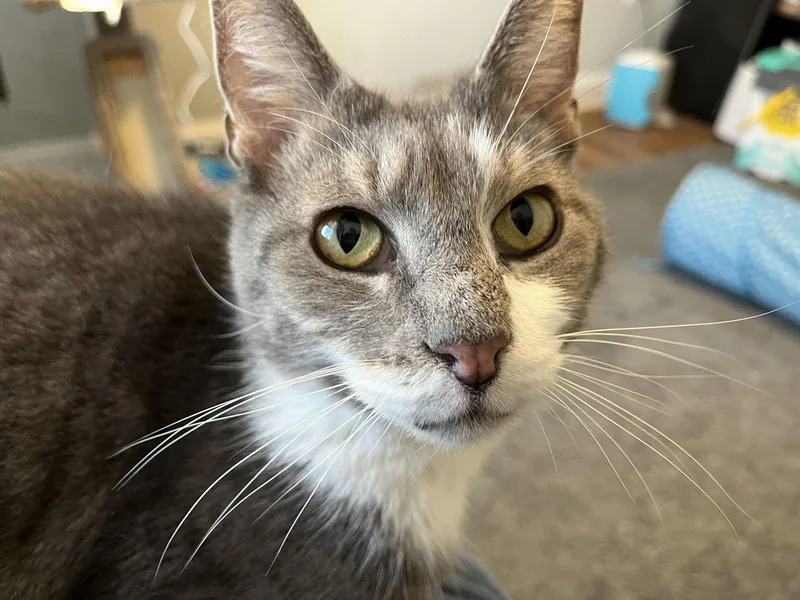 Mr. Ellsworth thumbnail 3