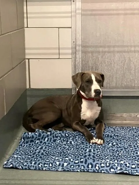 A young large-sized female Pit Bull Terrier dog named Zofran for adoption in Baytown, TX