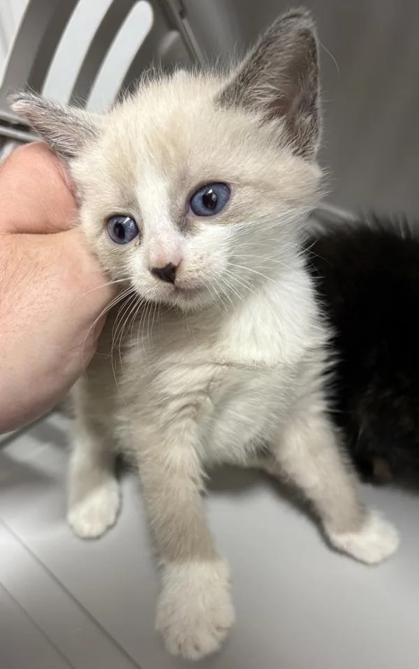 A baby small-sized female Siamese cat named Kc for adoption in Lawrenceville, GA
