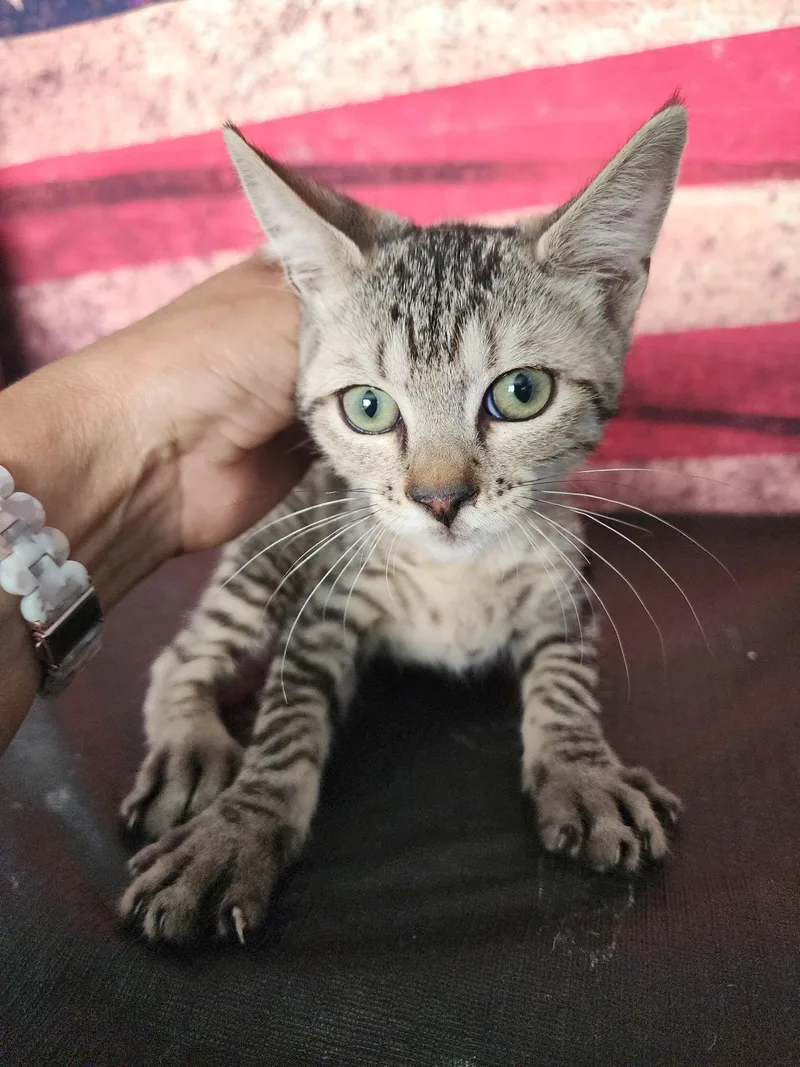A baby medium-sized male Tabby (Buff / Tan / Fawn) Domestic Short Hair cat named Georgie for adoption in Corpus Christi, TX