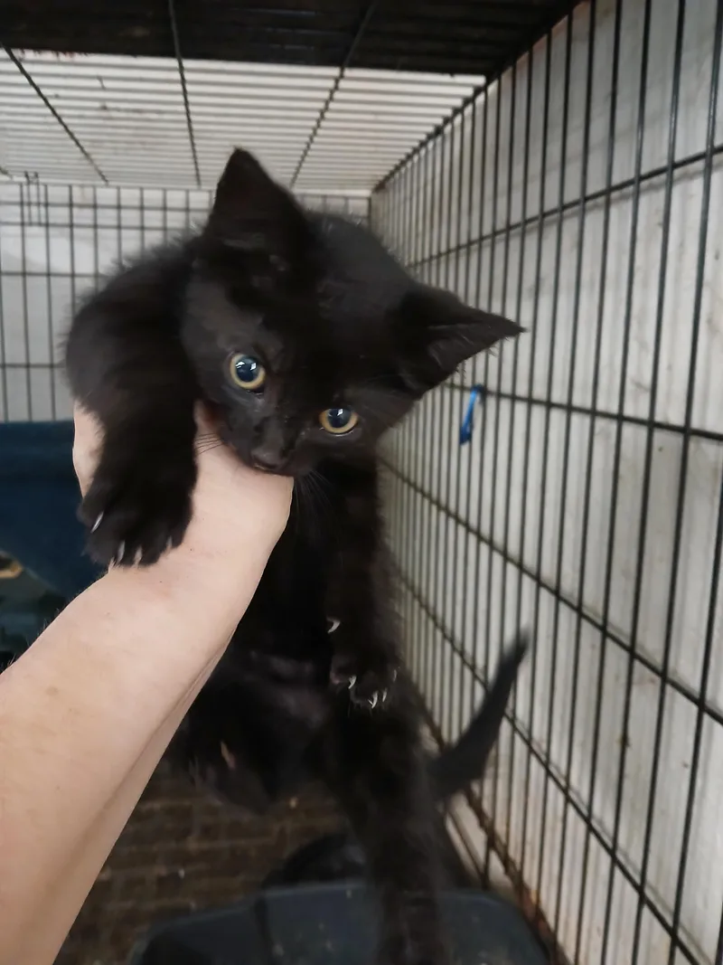 A baby medium-sized male Black Domestic Short Hair cat named Eaton Pines Buster Brown for adoption in Eaton Rapids, MI