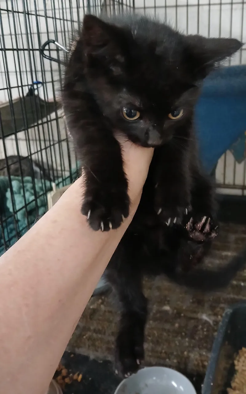 Eaton Pines Buster Brown thumbnail 2