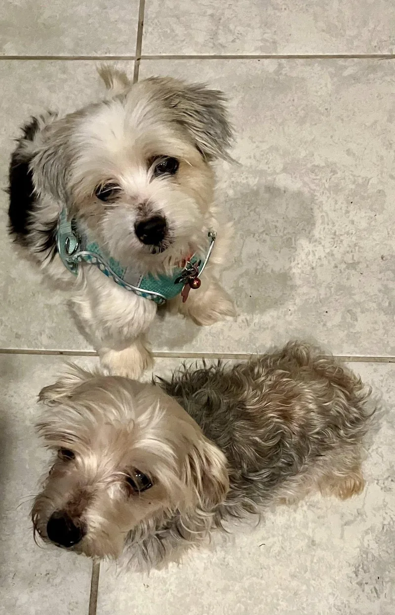 Tom & Oney thumbnail 3