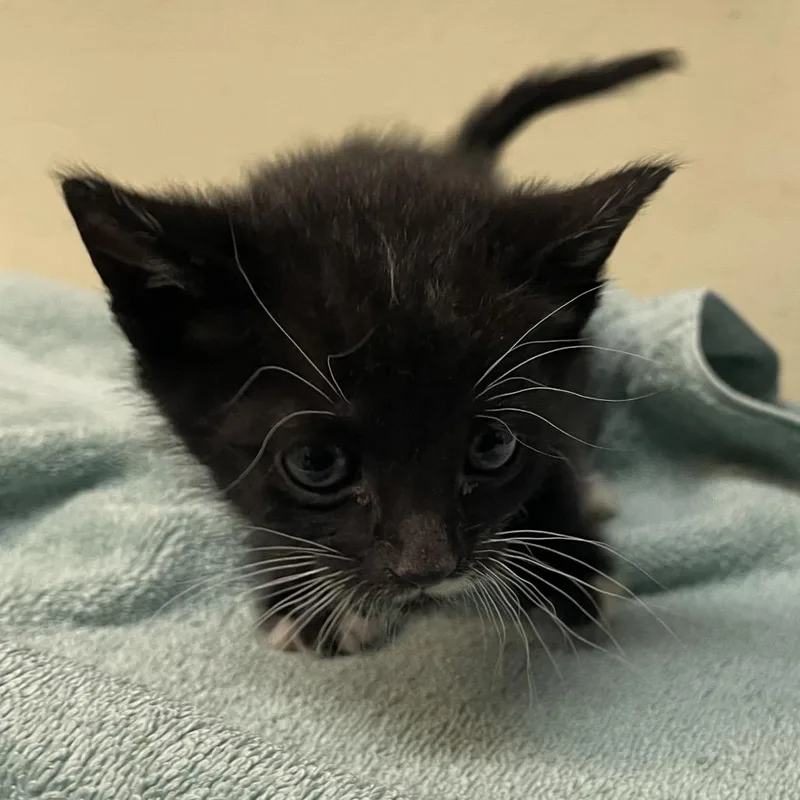 A baby small-sized male Black Domestic Short Hair cat named Nigel for adoption in Pasadena, CA