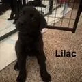 Lilac thumbnail 4