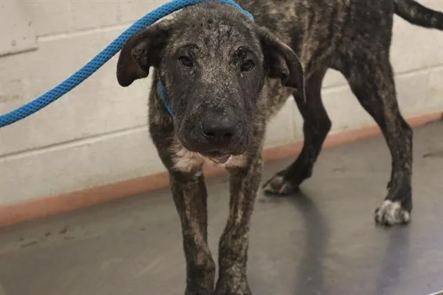 A baby medium-sized female Mixed Breed dog named Josefina for adoption in Columbia, SC