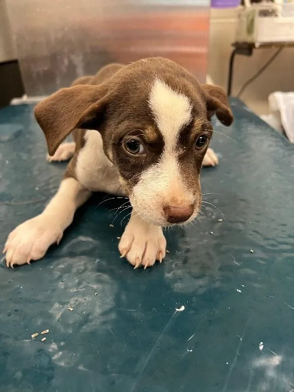 A young medium-sized female Brown / Chocolate Mixed Breed dog named Lilly for adoption in Mobile, AL