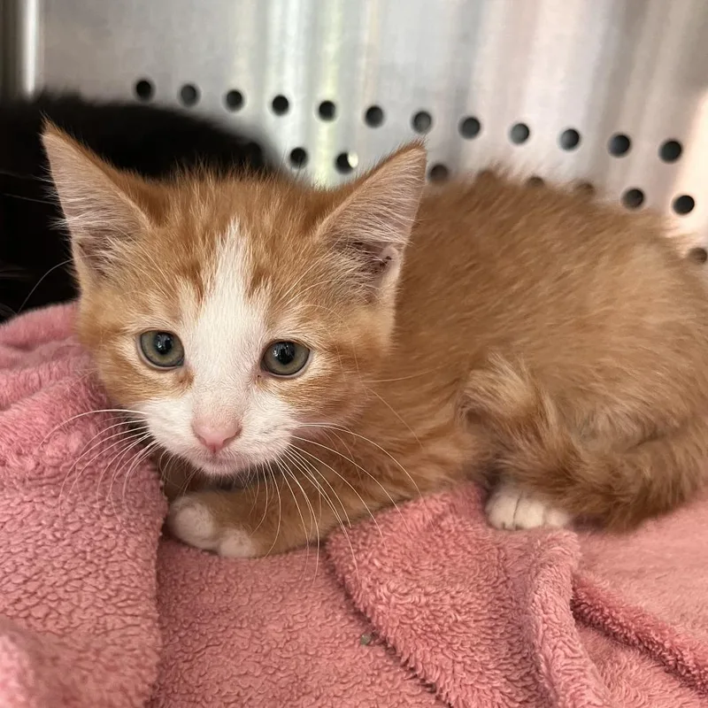 A baby small-sized female Orange / Red Domestic Short Hair cat named Monopoly for adoption in Washburn, MO