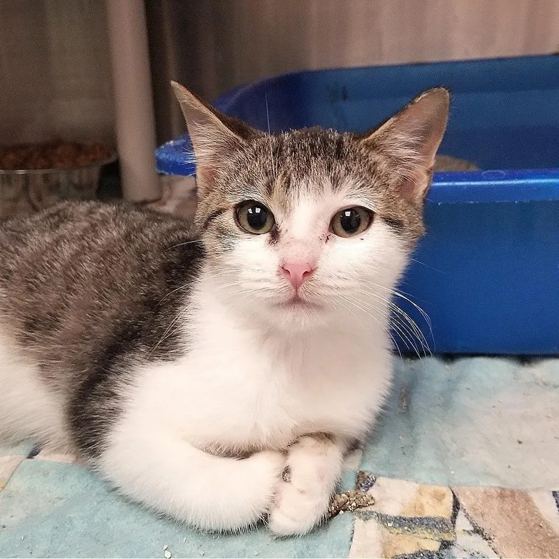 Devorian thumbnail 2