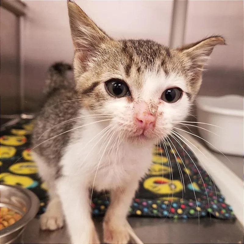 Devorian thumbnail 3