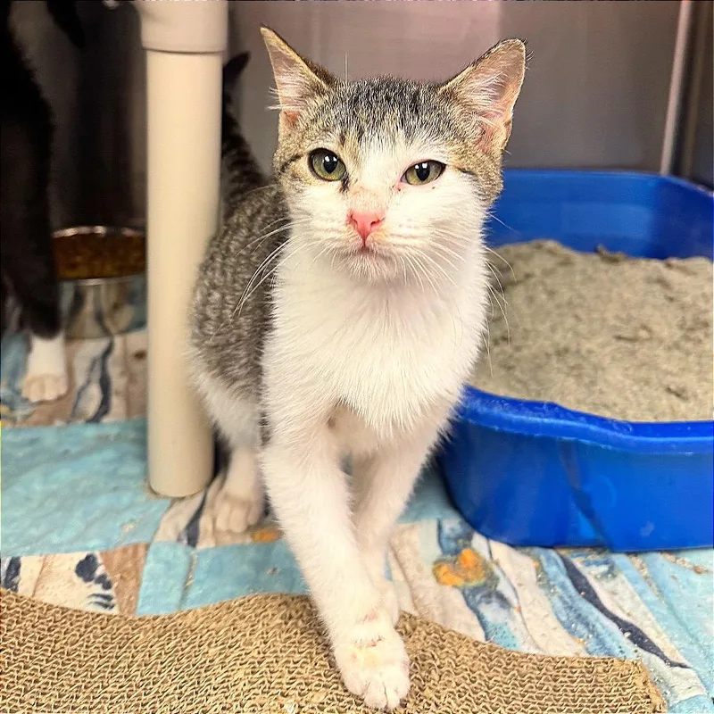 Devorian thumbnail 4