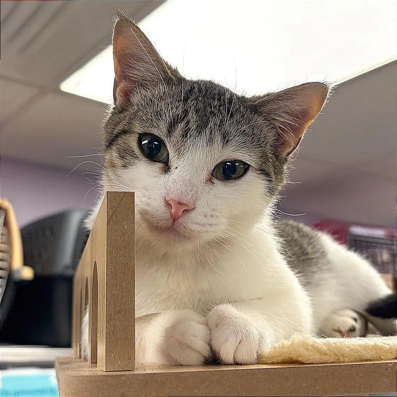 Devorian thumbnail 5