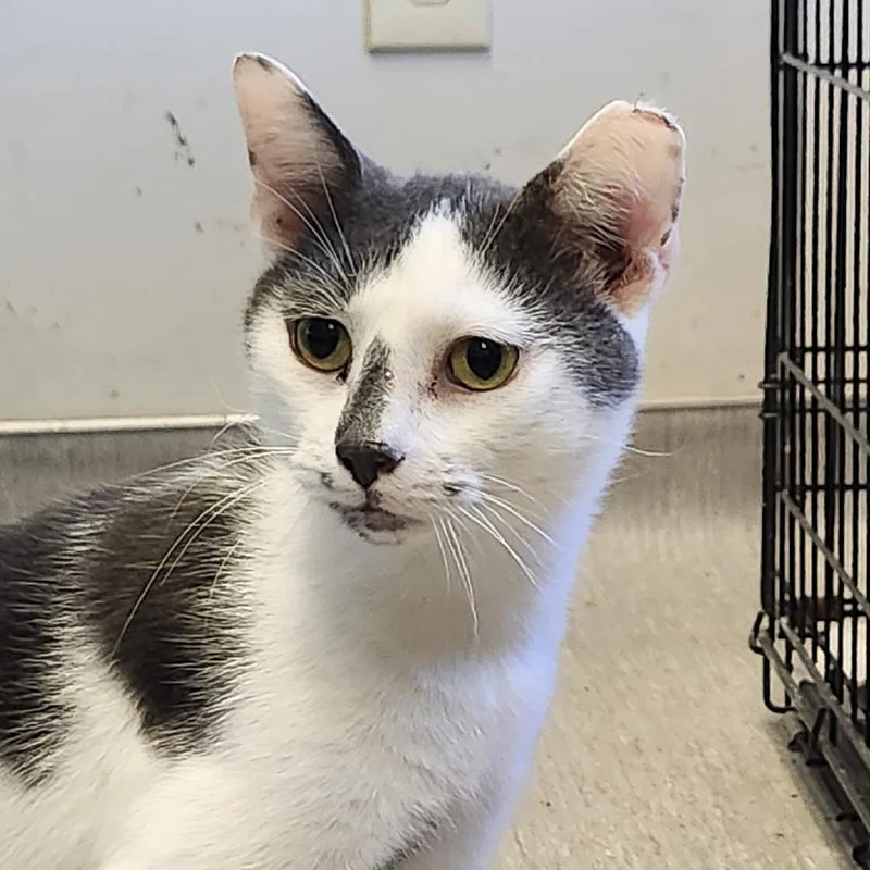 An adult medium-sized male Domestic Short Hair cat named Edgar for adoption in Columbia Station, OH