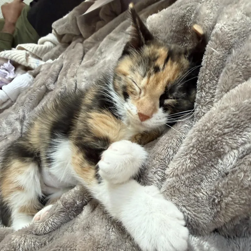 A baby small-sized female Calico Domestic Short Hair cat named Witches for adoption in Charlotte, NC