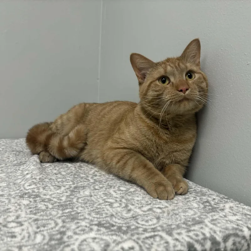 An adult large-sized male Orange / Red Domestic Short Hair cat named Simba Pet Supplies for adoption in Frankfort, IN