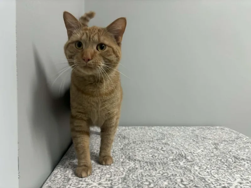 Simba  Pet Supplies thumbnail 2