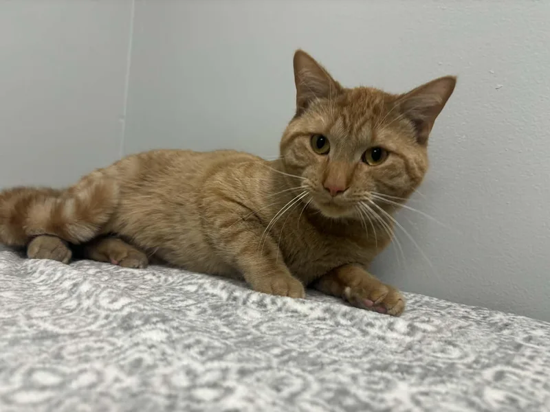 Simba  Pet Supplies thumbnail 3