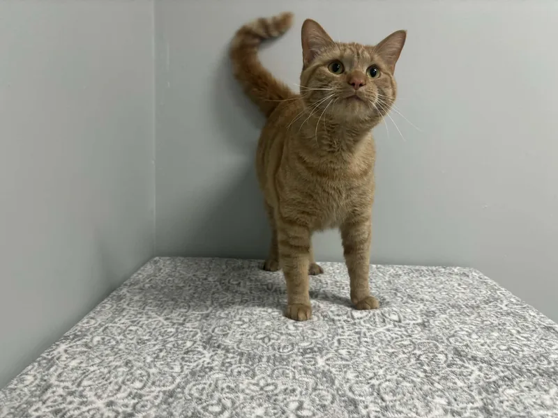 Simba  Pet Supplies thumbnail 4