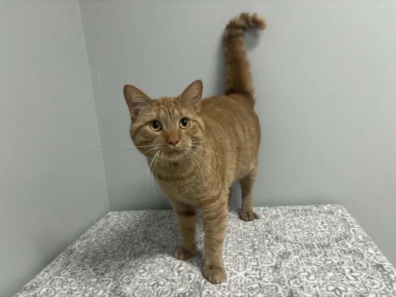 Simba  Pet Supplies thumbnail 5