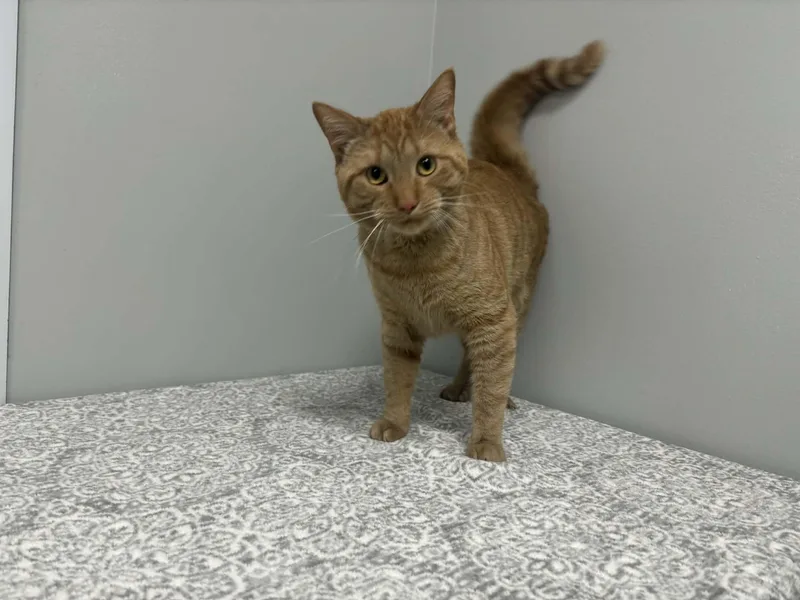 Simba  Pet Supplies thumbnail 6