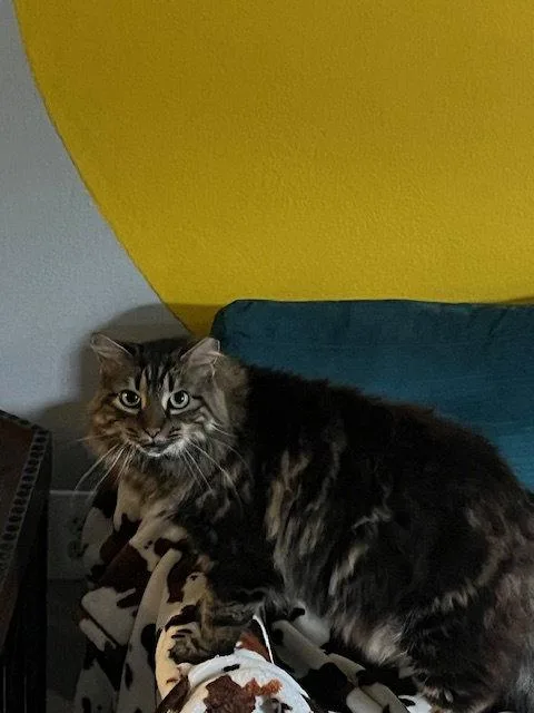 An adult large-sized female Maine Coon cat named Ruby for adoption in Orlando, FL