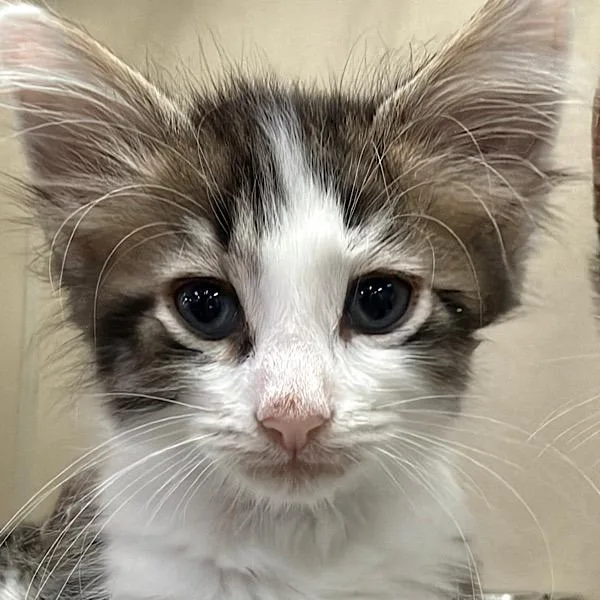 A baby small-sized male Domestic Short Hair cat named Jethro for adoption in Des Moines, IA