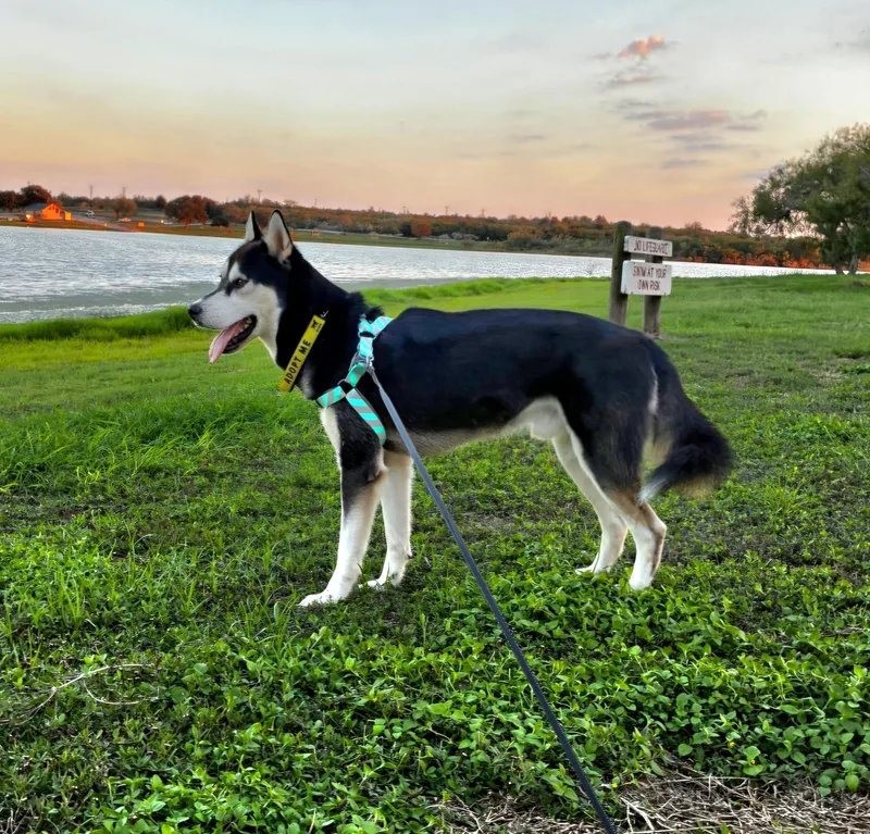 An adult large-sized male Black Alaskan Malamute dog named Balto for adoption in CORPUS CHRISTI, TX