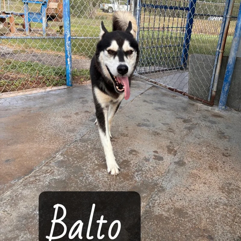 Balto thumbnail 4