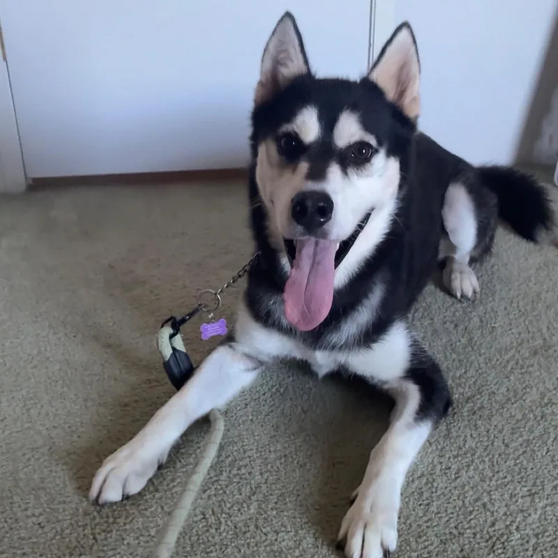 Balto thumbnail 6