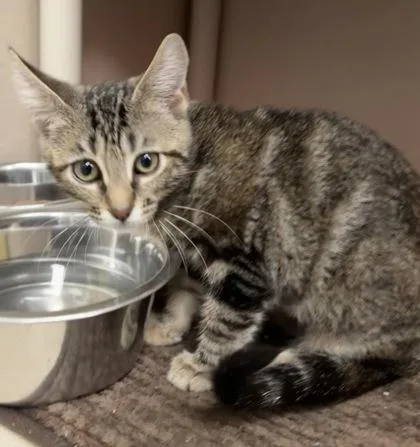 A baby medium-sized female Domestic Short Hair cat named Alex I AM for adoption in East Brookfield, MA