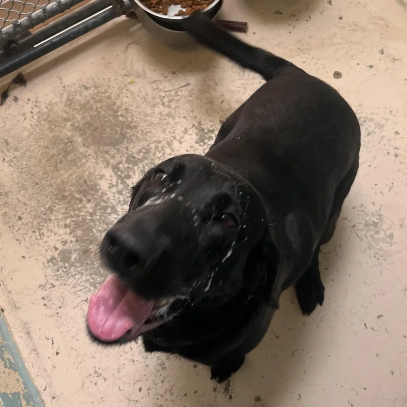 An adult medium-sized female Black Labrador Retriever dog named Fiona for adoption in Grass Valley, CA