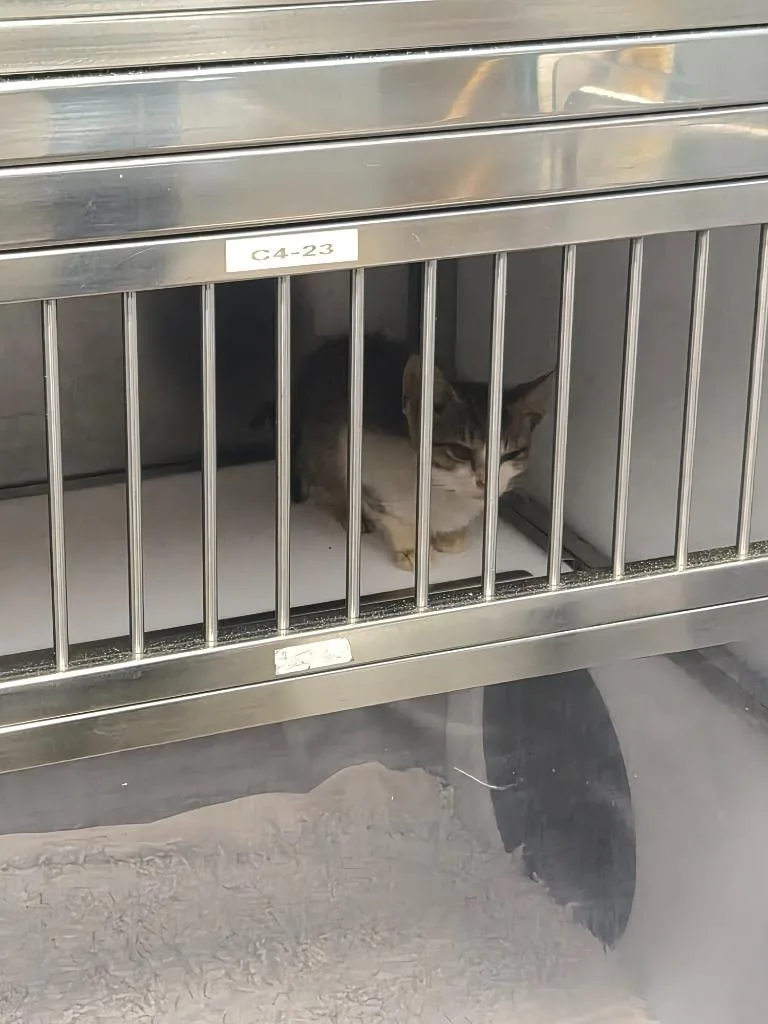 A baby small-sized female Domestic Short Hair cat named Blend for adoption in Rome, GA