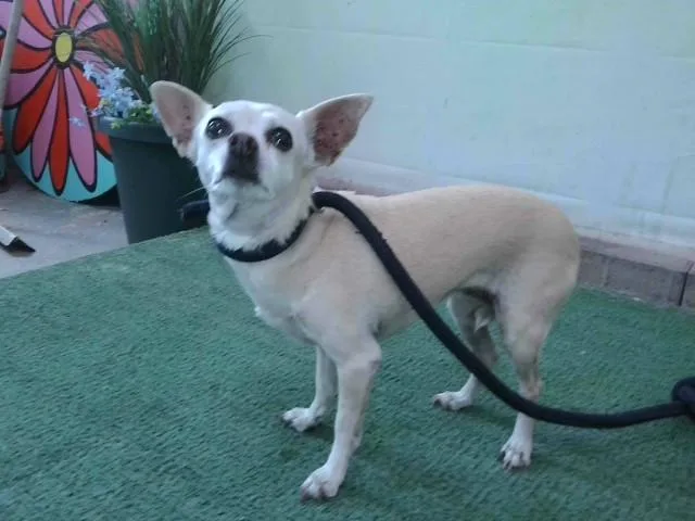 A senior small-sized female Chihuahua dog named Peanuts for adoption in Baldwin Park, CA