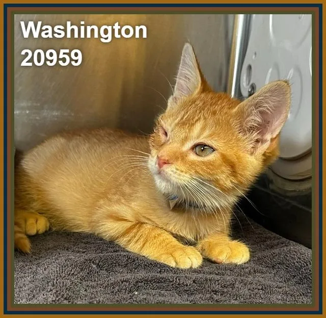 A baby medium-sized male Tabby (Orange / Red) Domestic Short Hair cat named Washington for adoption in Marietta, GA