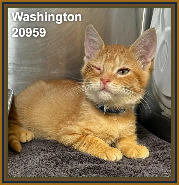 Washington thumbnail 3