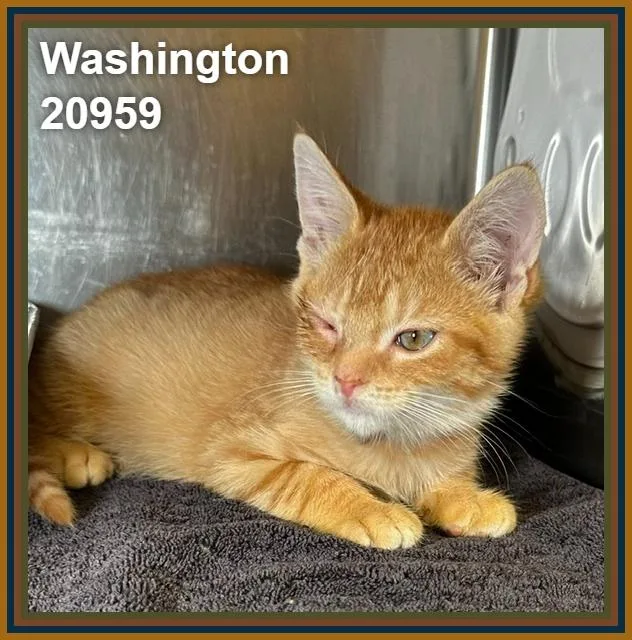 Washington thumbnail 4