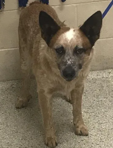 An adult medium-sized male Australian Cattle Dog / Blue Heeler dog named Jackel for adoption in Conroe, TX