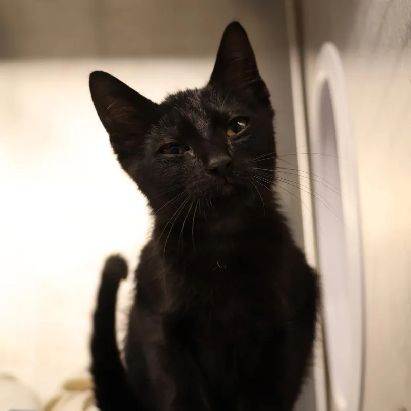 A baby small-sized male Black Domestic Short Hair cat named Charcoal for adoption in Briarcliff Manor, NY