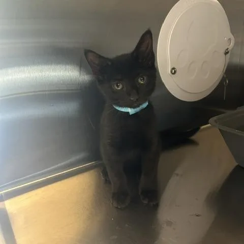 Vex