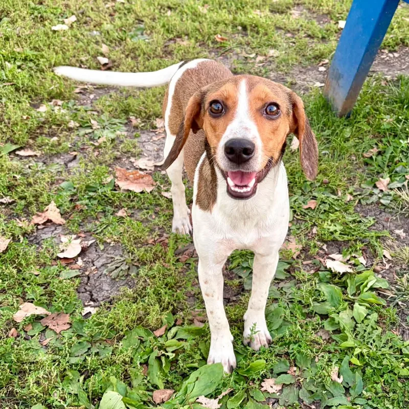 A young medium-sized female Beagle dog named Sally Mae for adoption in Rushville, IL
