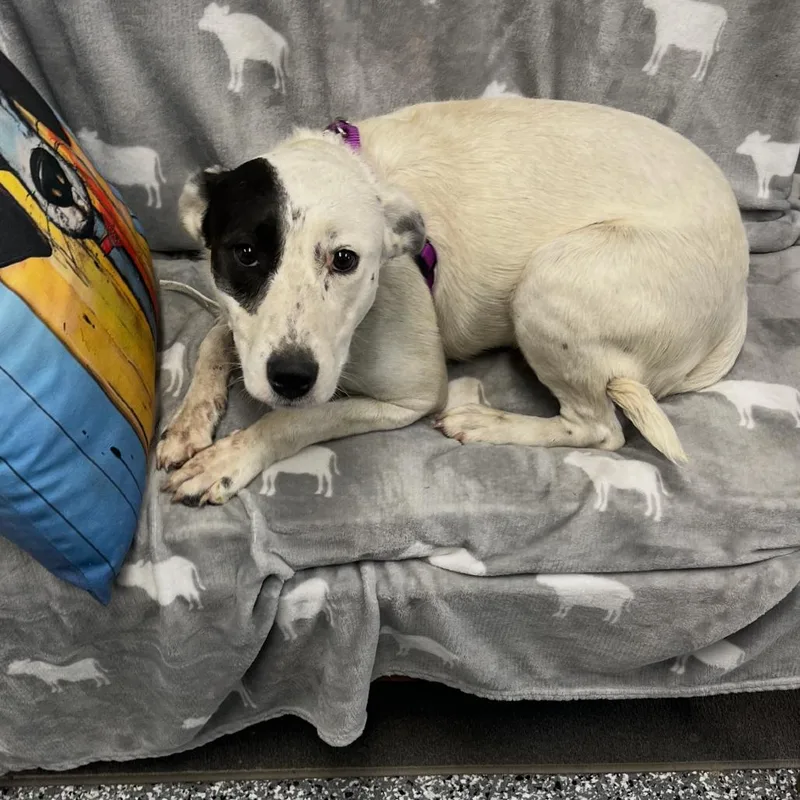 A young medium-sized female White / Cream Mixed Breed dog named Cookie for adoption in Moravia, NY