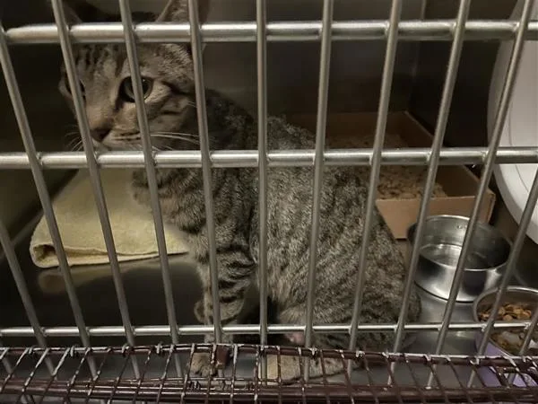 A young small-sized female Domestic Short Hair cat named Celebi for adoption in Austin, TX