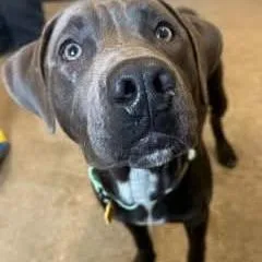 A young medium-sized male Pit Bull Terrier dog named Gungho for adoption in Novelty, OH