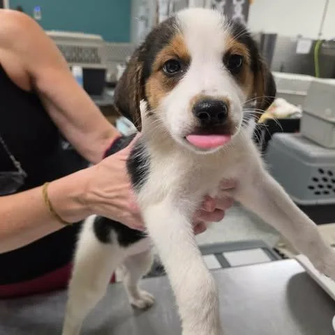 A baby small-sized female White / Cream Hound dog named Wilhemina for adoption in Fredericksburg, VA